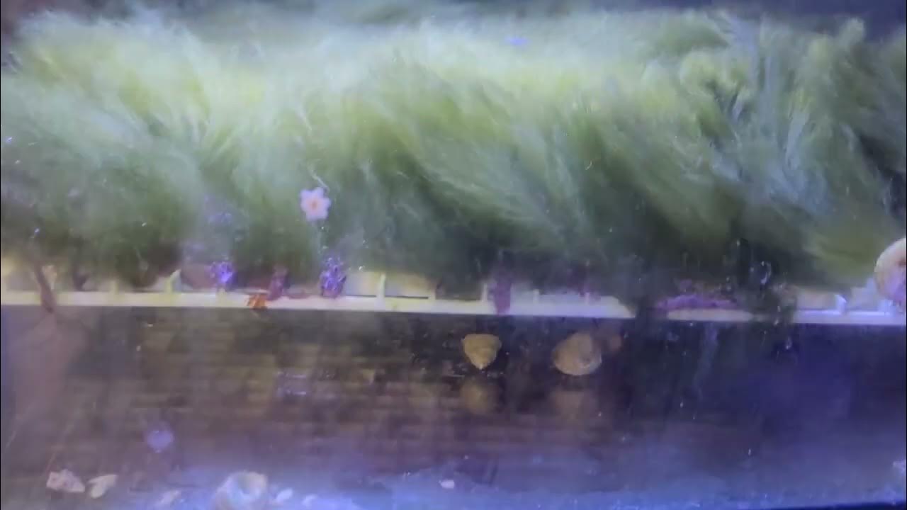 Flux rx bryopsis removal and destruction. How to get rid of bryopsis