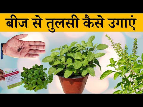 वीडियो: तुलसी उगाना - अपने बगीचे में तुलसी के पौधे कैसे उगाएं