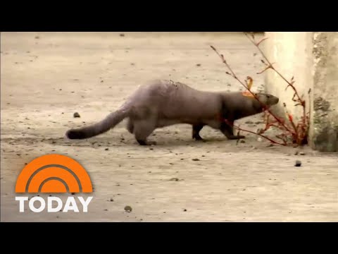 More Than 40,000 Minks On The Loose In Ohio After Escaping Farm