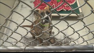 VHS hosts adopt-a-thon