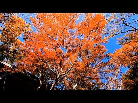 筑波山の紅葉　４Ｋ