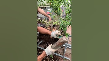 Đục bỏ phần thừa cho cây sanh . #bonsai #caysanh #caymini