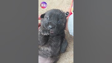 Bé Lu bắt đầu tới tuổi ngứa răng 😂 #shorts #yeulu