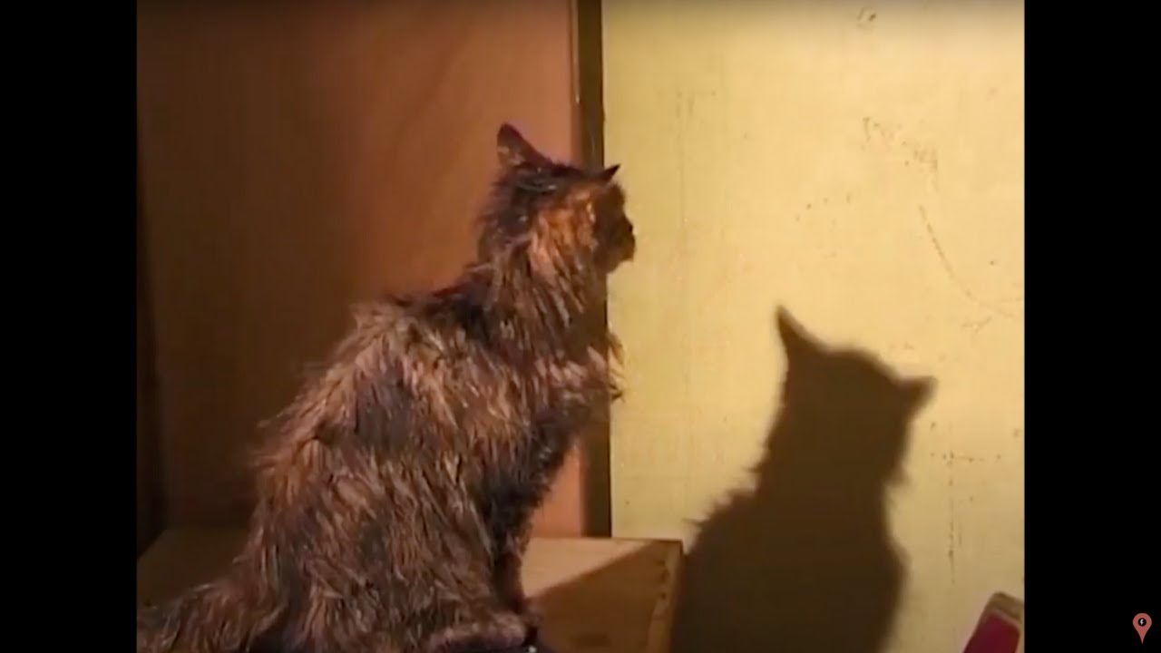 Professor McGonagall In Her Cat Form YouTube Professor McGonagall In Her Cat Form YouTube