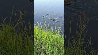 Водоём Белгорода, утки в воде. Belgorod reservoir, ducks in the water. #северскийдонец #belgorod