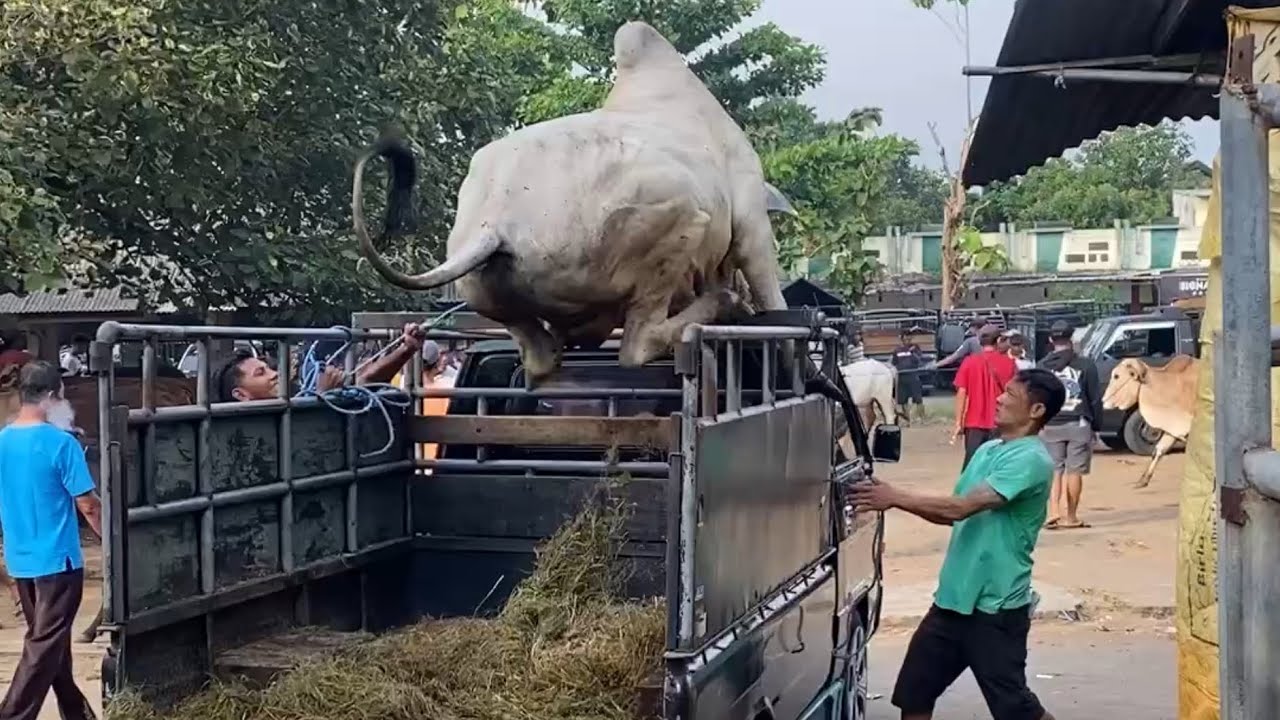 NGAMUK PARAH SAPI RAKSASA LONCAT KE ATAS MOBIL