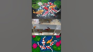 Dumbo red tail cá bảy màu #trinh #hieuthuhai #shorts #cabaymau