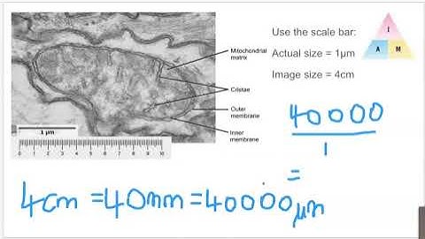 Magnification calculations in Biology