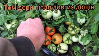 :     . , , , ,  29.07.2025.