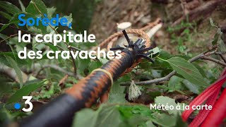 Sorède, la capitale des cravaches - Météo à la carte