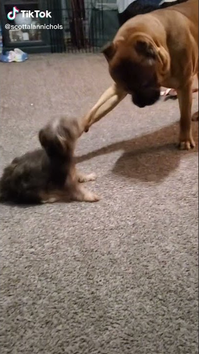 Attack on titan but with dogs 🐕🐕