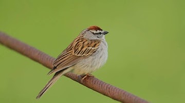 Chipping Sparrow Trilling