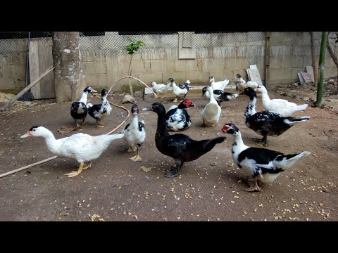 Vídeo: Diferença Entre Patos Machos E Fêmeas