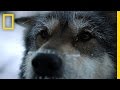 Sled Dogs | Life Below Zero