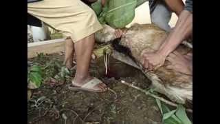 Pembunuhan Paling Sadis Potong Leher... Pembunuhan Paling Sadis Potong Leher...