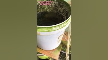 Cách Xử Lý Trùn Chỉ, Thức Ăn Tốt Nhất Cho Betta “NHƯNG” Cần Phải Cẩn ThậnI Betta Thạch Anh Sóc Trăng