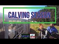 Calving Season in New Zealand / Life's Life