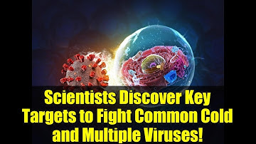 Scientists Discover Key Targets to Fight Common Cold and Multiple Viruses!