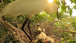 Whitewinged bird with black legs and tall legs is still raising 3 young children #cutebirds #birds