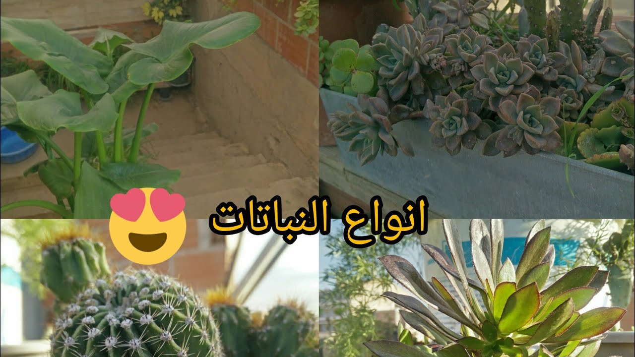 ❤❤كل انواع النباتات التي في سطح بيتي