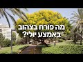 Peltophorum Dubium פריחה צהובה | שלטית מקומטת
