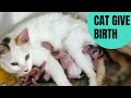 Cat giving birth to kittens