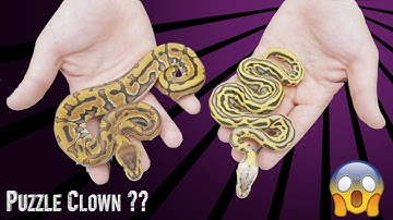 Solving The PUZZLE CLOWN Mystery II BRAND NEW PUZZLE COMBO