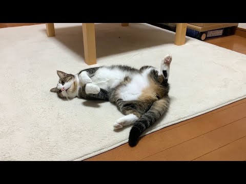 猫のヘソ天を集めてみました 2020