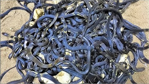 The moment 5000 cobras were born. share experiences of raising cobras to earn billions every year