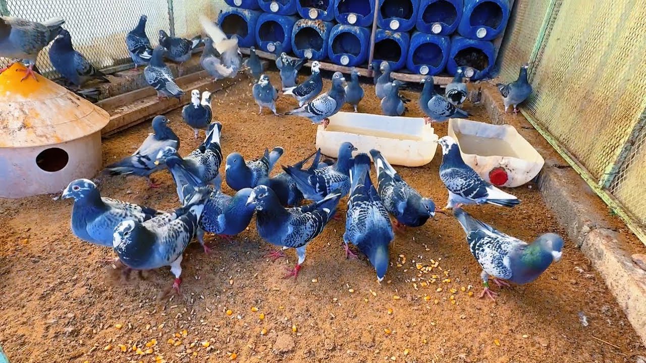 لعشاق الحمام الزاجل السباق لايفوتكم المتعه البصريه 😊