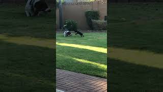 basset hound and puppy playing