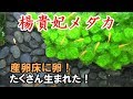 楊貴妃メダカの繁殖　産卵床【メダカ水槽#13】