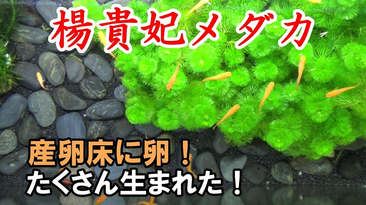 楊貴妃メダカの繁殖 産卵床 メダカ水槽 13 Youtube