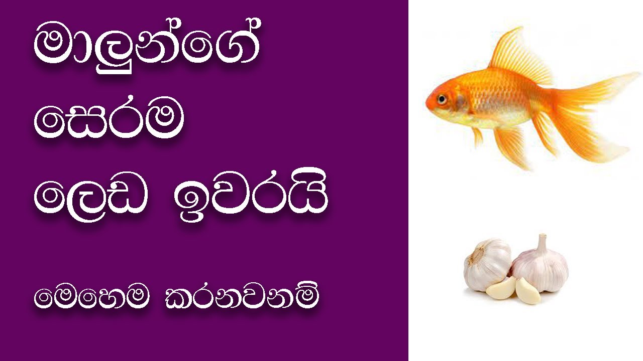 How to kill and prevent internal parasites in fish with garlic Fish