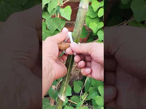 طريقة تثبيت ربط الكابلات التي تجمع بين الجماليات والتطبيق العملي