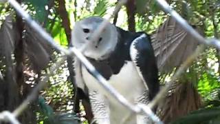 Belize 648.AVI