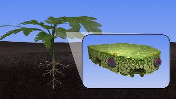 Arylex™ Active - Unique Mode of Action