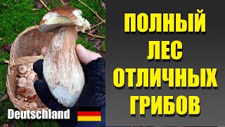 картинка: ГРИБЫ ГЕРМАНИИ 2025. Полный лес вкусных грибов в сентябре.