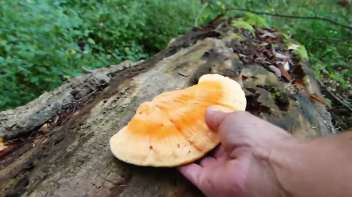 Finding Chicken of the Woods