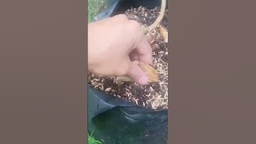 (P4) Cách tạo rễ quái từ cây con lộc vừng.....