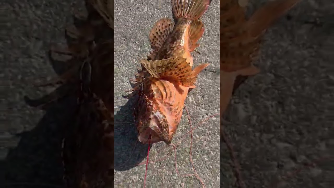 🦊ΣΚΟΡΠΙΟΣ🦊🦈🇬🇷