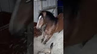 The Weasel's Miscalculation: Consequences of Angering a Mother Mare