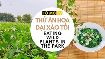 Thử Ăn Hoa Dại - Xuyến Chi Xào Tỏi | Tò Mò TV #01