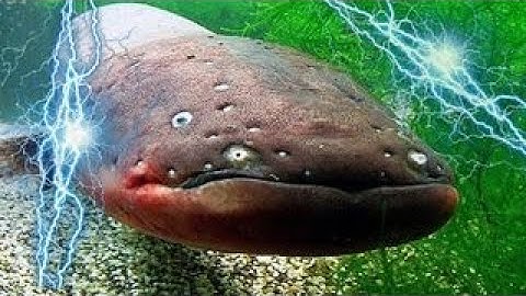 🌍 Lươn điện có thể g.i.ế.t chết đối thủ bằng một cú phóng điện