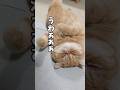 大事な作戦？#エキゾチックショートヘア #猫動画 #ねこ