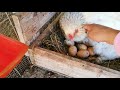 OVOSCOPIA DE COPITO, TE ENSEÑO A VER EMBRIONES CON LÁMPARA, los huevos están sucios| Mariana Mai