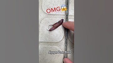 help poor betta fish come back to life#bettafishtank #betta