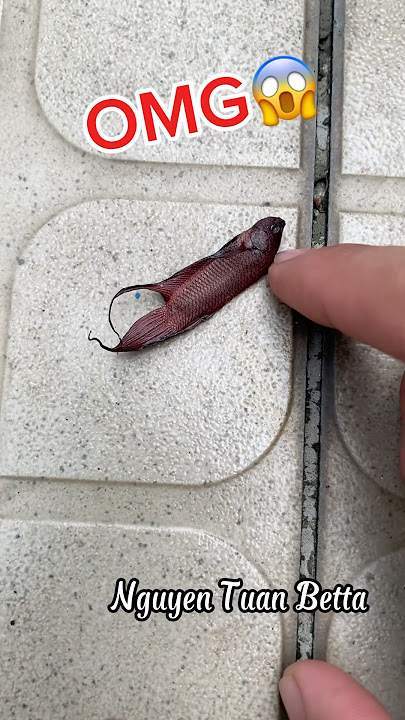 help poor betta fish come back to life#bettafishtank #betta