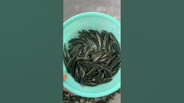 Cá lóc đầu nhím giống #calocgiong #cá_giống #trại_cá_giống_út_me #traicagiongdongthap 0909770509