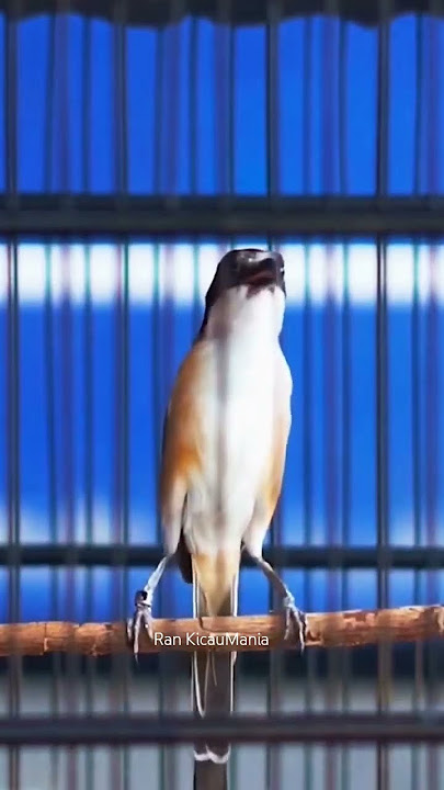 Masteran burung cendet... @rankicaumania. #kicaumania #cendetgacor #pentetgacor #birds